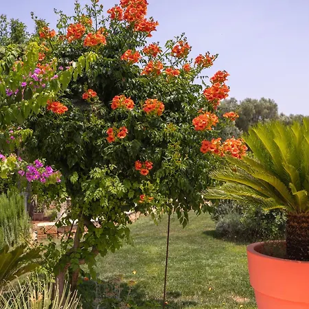Trullo Nonna Pina Villa San Michele Salentino